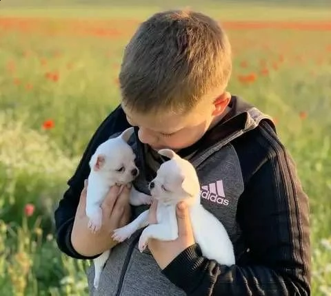 due cuccioli di chihuahua di razza pura (maschi a pelo corto) in blu fulvo e nero focato stanno cerc