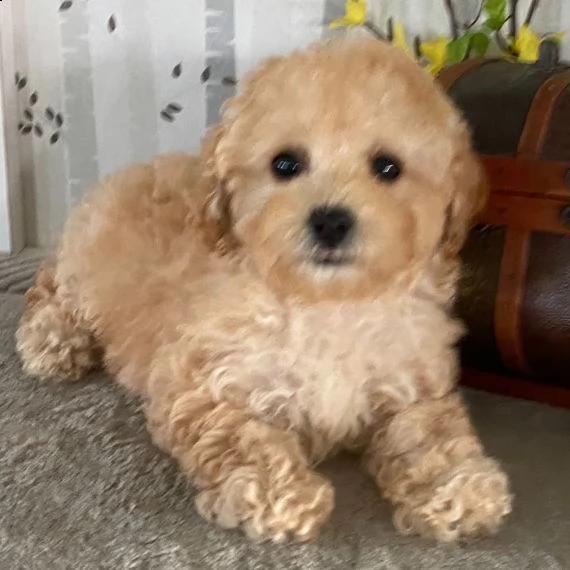 regalo abbiamo cuccioli di barboncino sono barboncino di dimensioni standard . sono registrati akc.  | Foto 1