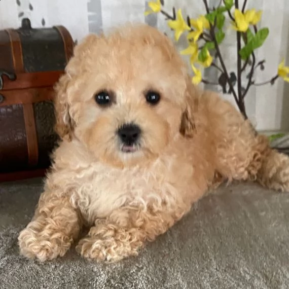regalo abbiamo cuccioli di barboncino sono barboncino di dimensioni standard . sono registrati akc. 