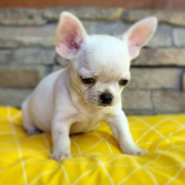 cuccioli di chihuahua in adozione gratuita | Foto 1