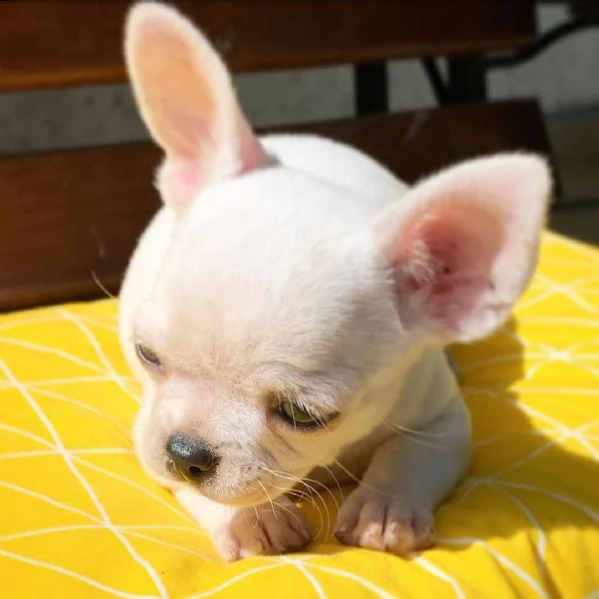 cuccioli di chihuahua in adozione gratuita | Foto 0