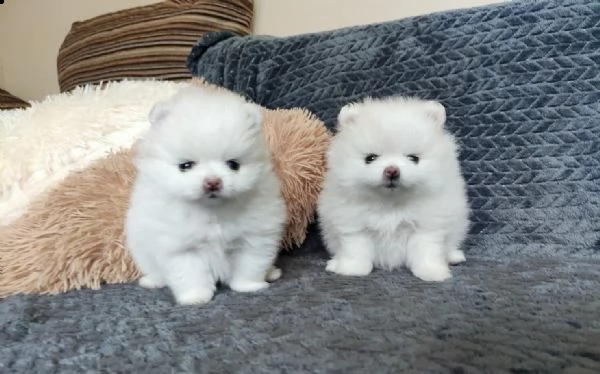 disponibili cuccioli di puro spitz pomerania | Foto 0