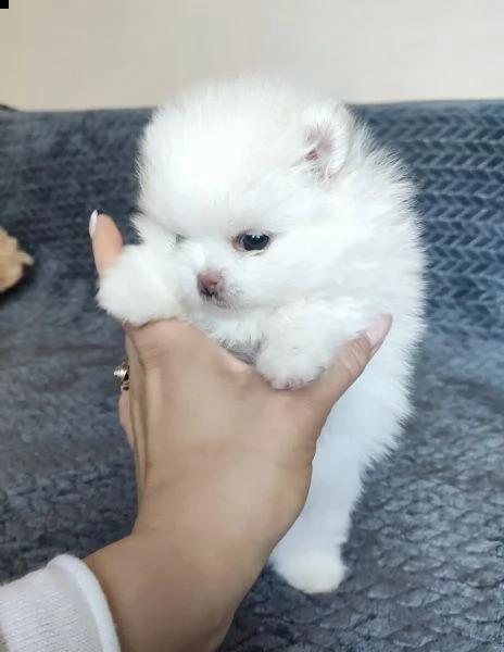 disponibili cuccioli di puro spitz pomerania