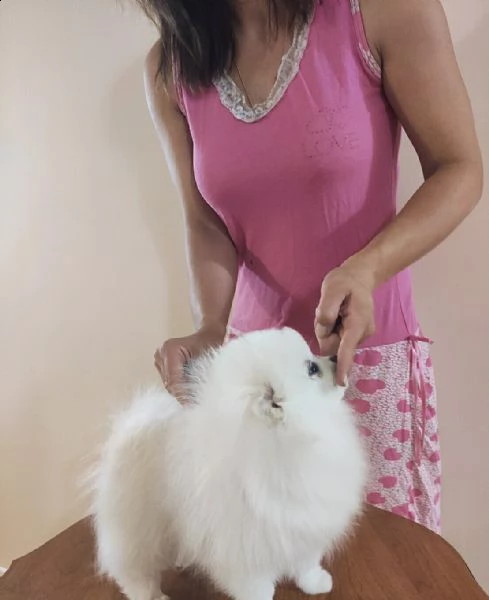 cuccioli di spitz nano tedesco | Foto 0