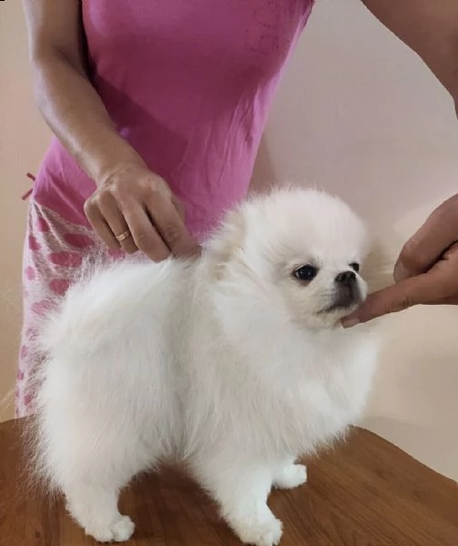 cuccioli di spitz nano tedesco
