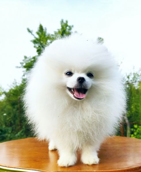 spitz pomerania maschi/femmine | Foto 0