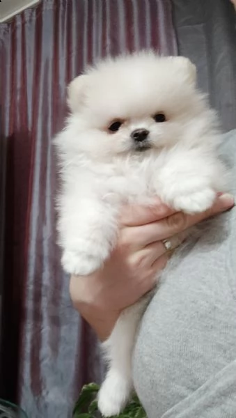 cuccioli di spitz pomerania taglia mini