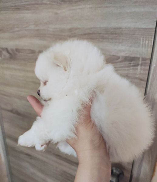 cuccuiku di spitz pomerania mini toy | Foto 0