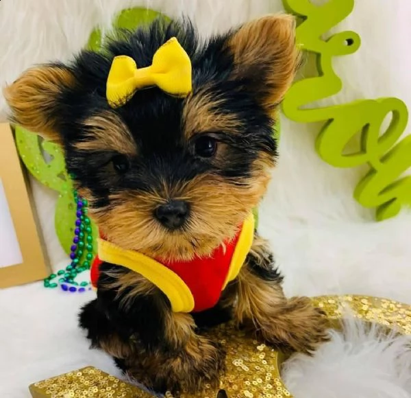 eccezionali cuccioli di yorkie a kc reg teacup per adozione adorabili bambini yorkie con tazza da tè | Foto 0