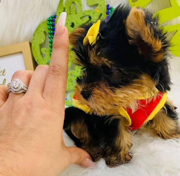 eccezionali cuccioli di yorkie a kc reg teacup per adozione adorabili bambini yorkie con tazza da tè