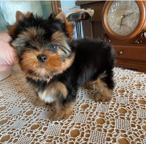 due bellissimi cuccioli di yorkshire disponibili e pronti per l'adozione ho due bellissimi cuccioli  | Foto 0