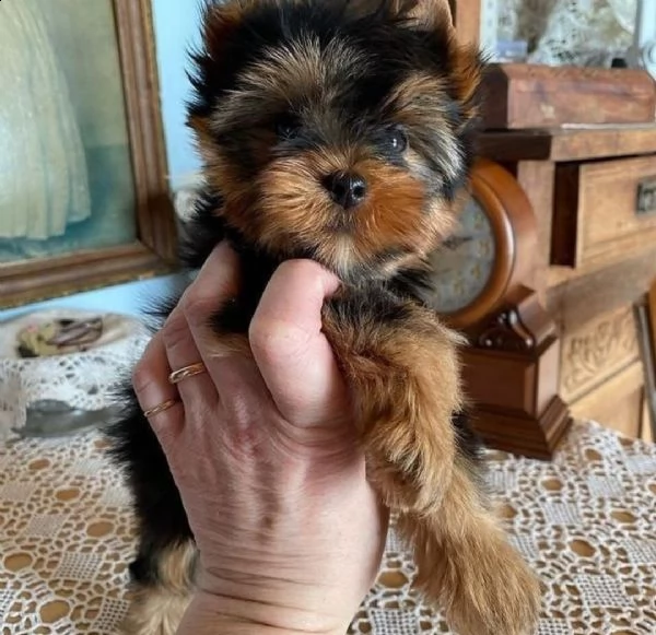 due bellissimi cuccioli di yorkshire disponibili e pronti per l'adozione ho due bellissimi cuccioli 