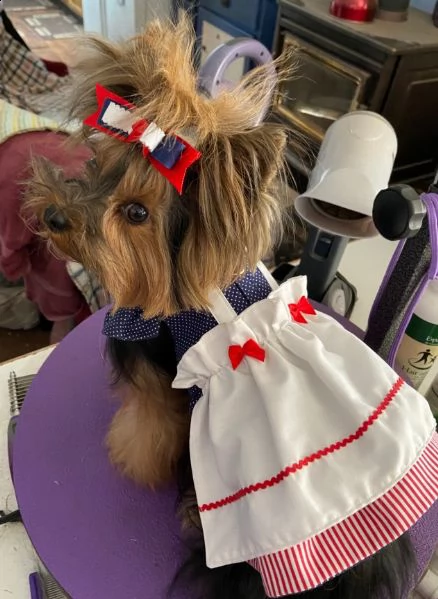 2 fantastiche tazze da tè yorkshire per gli amanti degli animali domestici due bellissimi cuccioli d | Foto 0