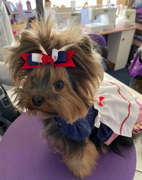 2 fantastiche tazze da tè yorkshire per gli amanti degli animali domestici due bellissimi cuccioli d