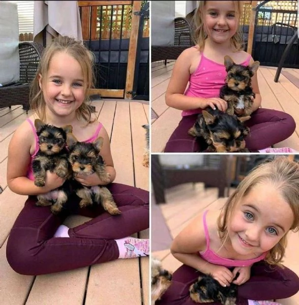 disponibili 2 cuccioli di yorkshire maschi e femmine in adozione a pagamento ciao, siamo felici di a