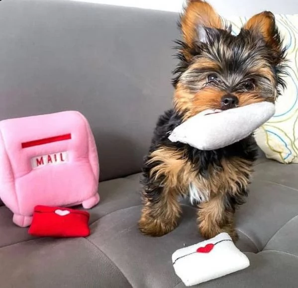 i migliori cuccioli di yorkie da dare in adozione gratuita   ciao cari, la famiglia di kahrin è feli | Foto 0