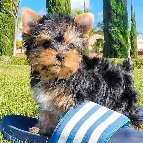 i migliori cuccioli di yorkie da dare in adozione gratuita   ciao cari, la famiglia di kahrin è feli