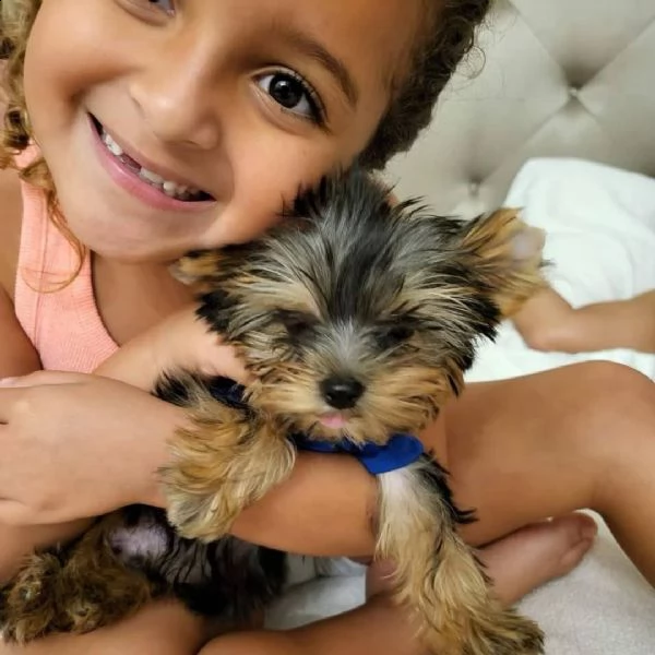 cucciolo femmina di yorkshire terrier blu, nero e oro. il mio nome è sandie! sono pronto a incontrar | Foto 0