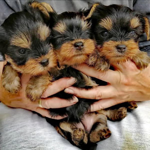 cucciolo femmina di yorkshire terrier blu, nero e oro. il mio nome è sandie! sono pronto a incontrar
