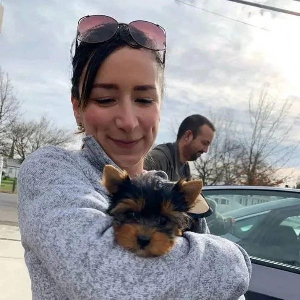 cuccioli di yorkie asn teacup approvati per l'adozione** solo buone case, per favore*** ritiro dispo