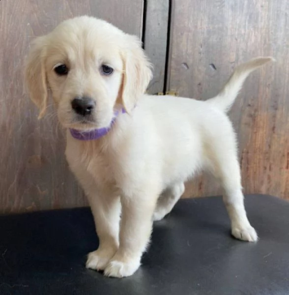 cuccioli di golden retriever!!