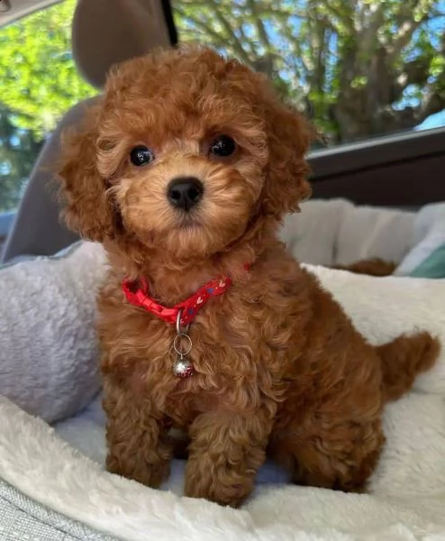 cuccioli barboncino nano albicocca