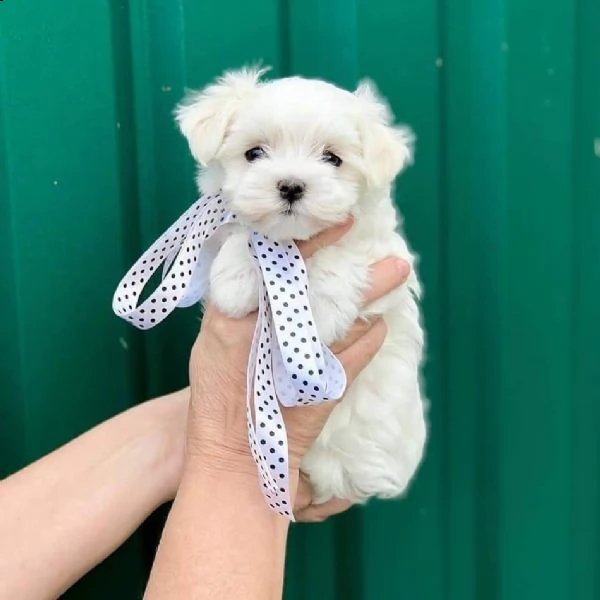 cuccioli maltesi maschio e femmina