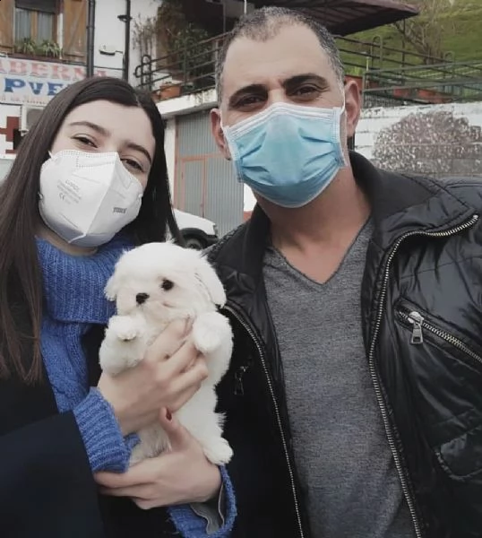 adorabili cuccioli di maltese da tè per una famiglia amorevole abbiamo adorabili cuccioli maltesi ma | Foto 0