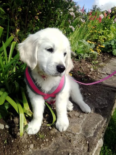 cucciole di golden retriever di circa 3 mesi.