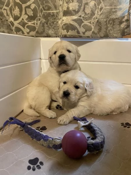 disponibili cuccioli di golden retriever.