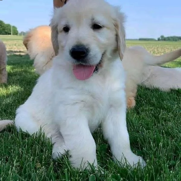 golden retriever cuccioli