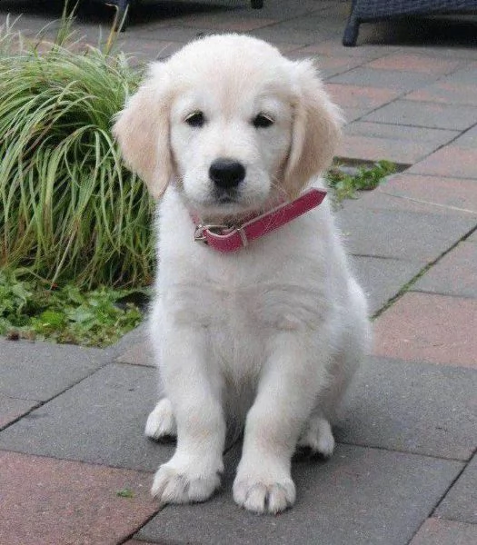 meravigliosi cuccioli di golden retriever!!!