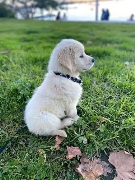 due cuccioli maschietti di golden retriever!!!!