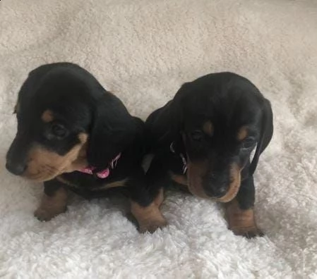 regalo bassotto whatsapp ( 0039 353 317 4023 ) | Foto 0