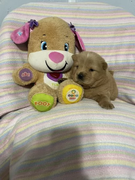 regalo cuccioli di chow chow whatsapp ( 0039 353 317 4023 ) | Foto 1