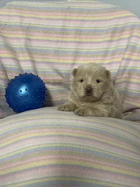 regalo cuccioli di chow chow whatsapp ( 0039 353 317 4023 )