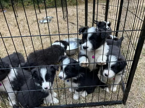 regalo cuccioli di border collie whatsapp (0039 353 317 4023) | Foto 0