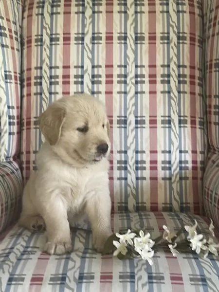 regalo cuccioli golden retriever whatsapp ( 0039 353 317 4023 ) | Foto 0