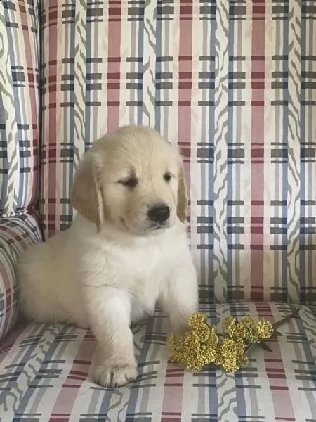 regalo cuccioli golden retriever whatsapp ( 0039 353 317 4023 )