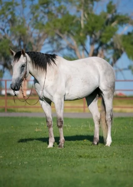 2regalo cavalla | Foto 0