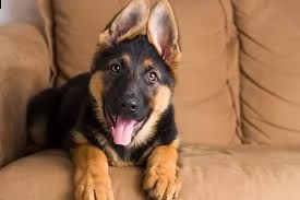 adorabili cuccioli di pastore tedesco.