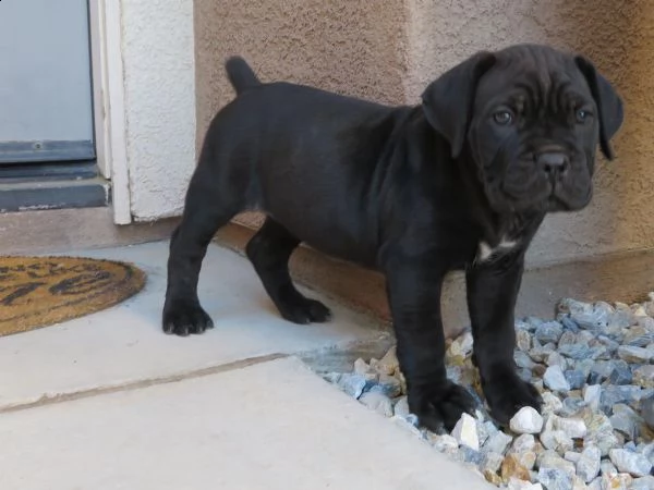 cuccioli di cane corso 