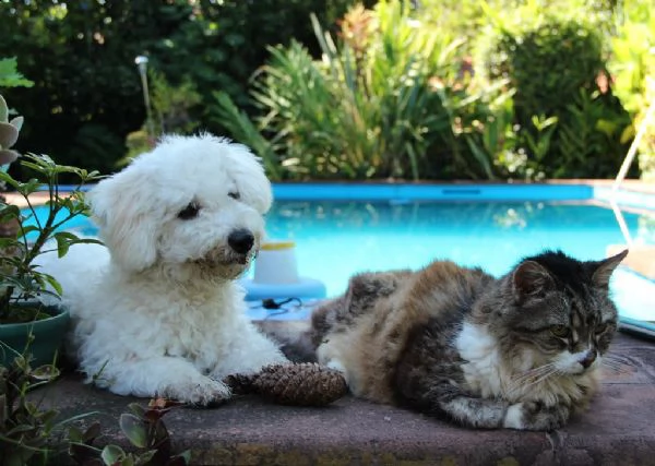 bellissimi cuccioli di bichon frise | Foto 0