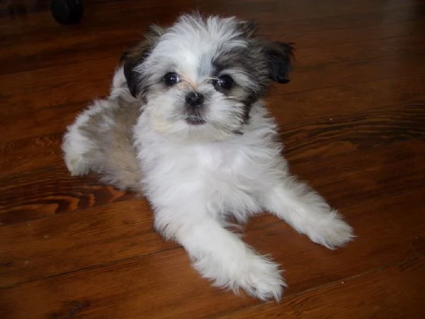 cuccioli di shih tzu