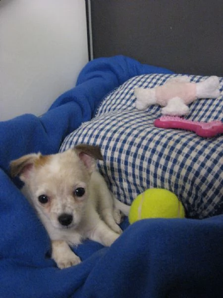 disponibili cuccioli di chihuahua | Foto 0