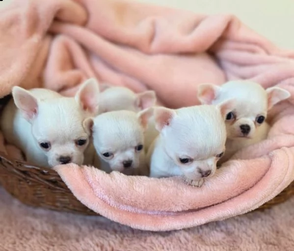 affascinante chihuahua maltese t-cup disponibile per qualsiasi nuova famiglia offro due cuccioli di 