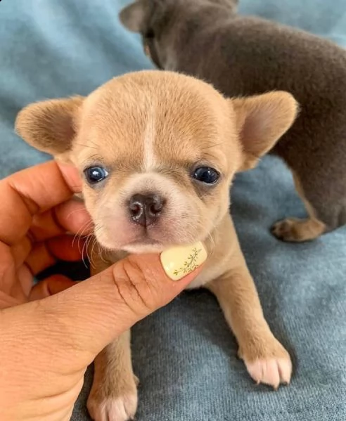 due cuccioli di chihuahua teacup hanno bisogno urgentemente di una nuova famiglia splendidi cuccioli