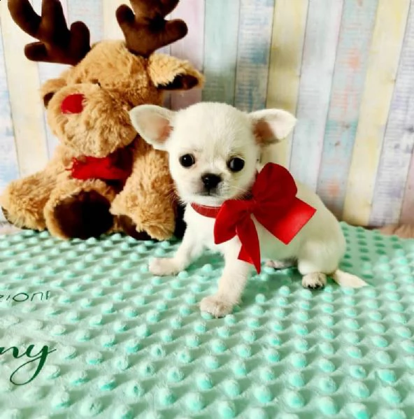 bellissimi cuccioli di chihuahua a pelo lungo e pelo corto | Foto 0