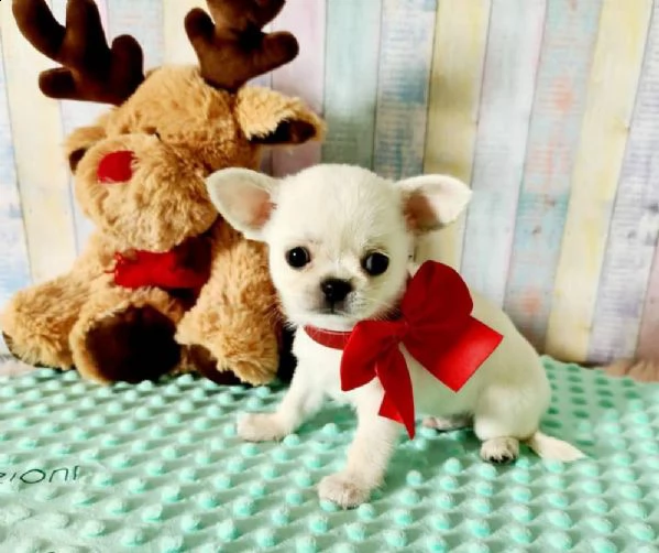 bellissimi cuccioli di chihuahua a pelo lungo e pelo corto