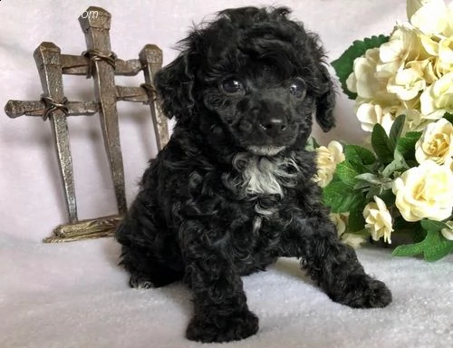 cuccioli di barboncino.